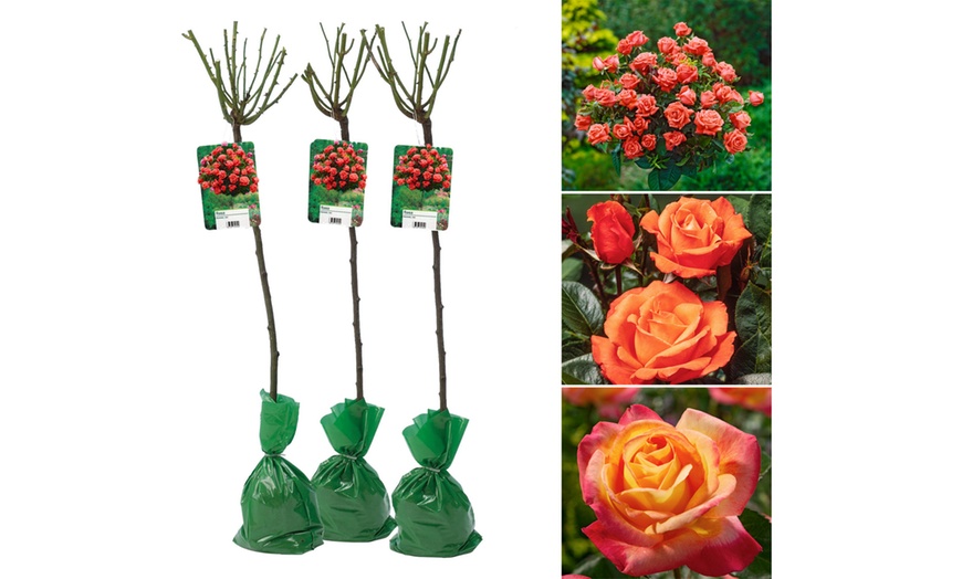 Image 8: Semis de buissons de roses XXL dans divers coloris