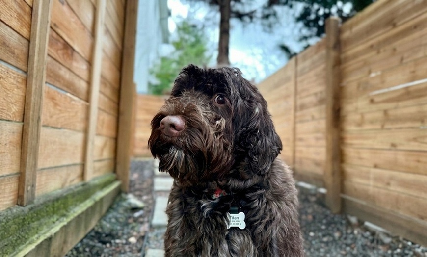 Image 5: 1, 3 or 5 Overnight Dog Boarding Stays for One Dog or Cat or Two Dogs