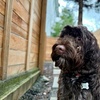Image 5: 1, 3 or 5 Overnight Dog Boarding Stays for One Dog or Cat or Two Dogs