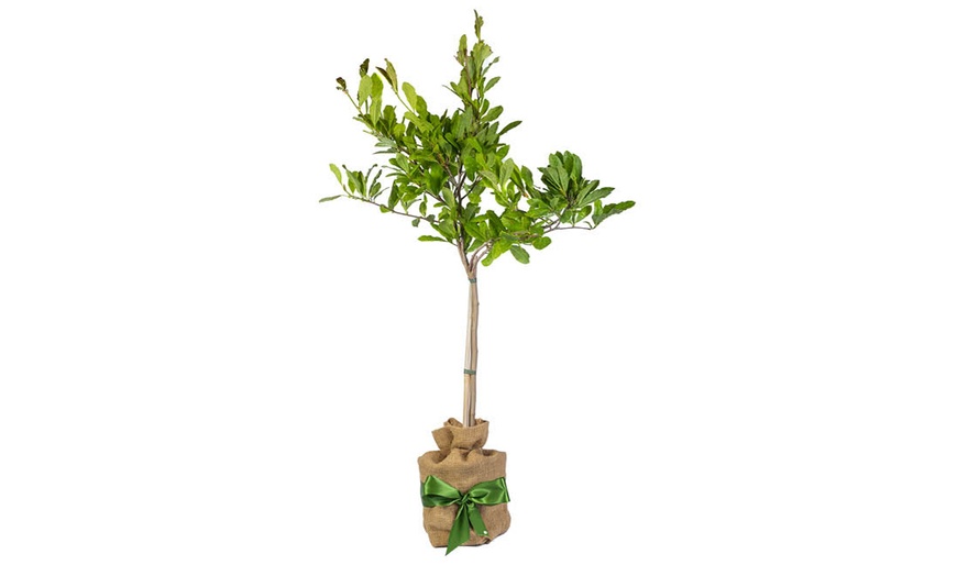 Image 7: Magnolia Tree Collection