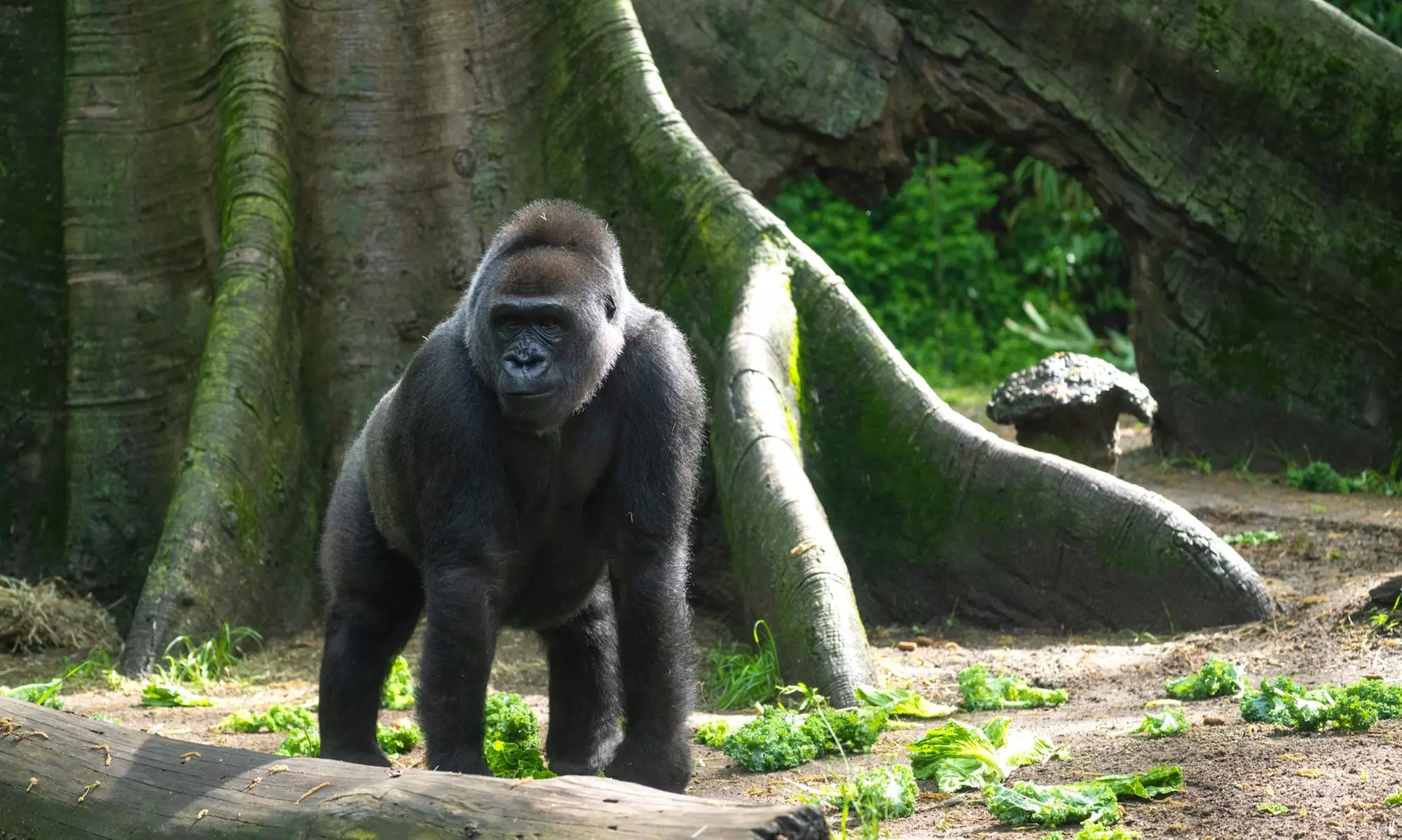 Admission for One Child or Adult to Bronx Zoo