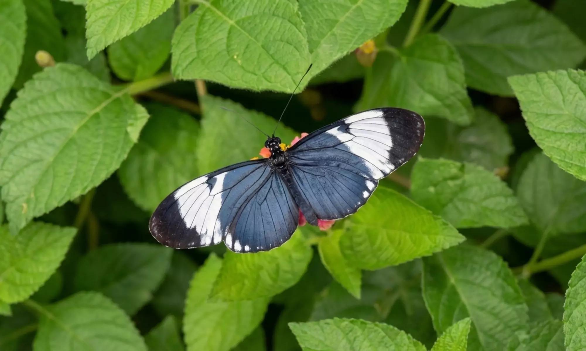 Butterfly & Bug Zoo Admission – Traverse City
