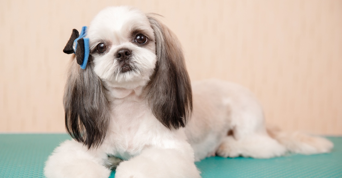 Basic Or Full Grooming For Small, Medium, Large Or Xl Size Dogs/Cats Basic Or Full Grooming For Small, Medium, Large Or Xl Size Dogs/Cats
