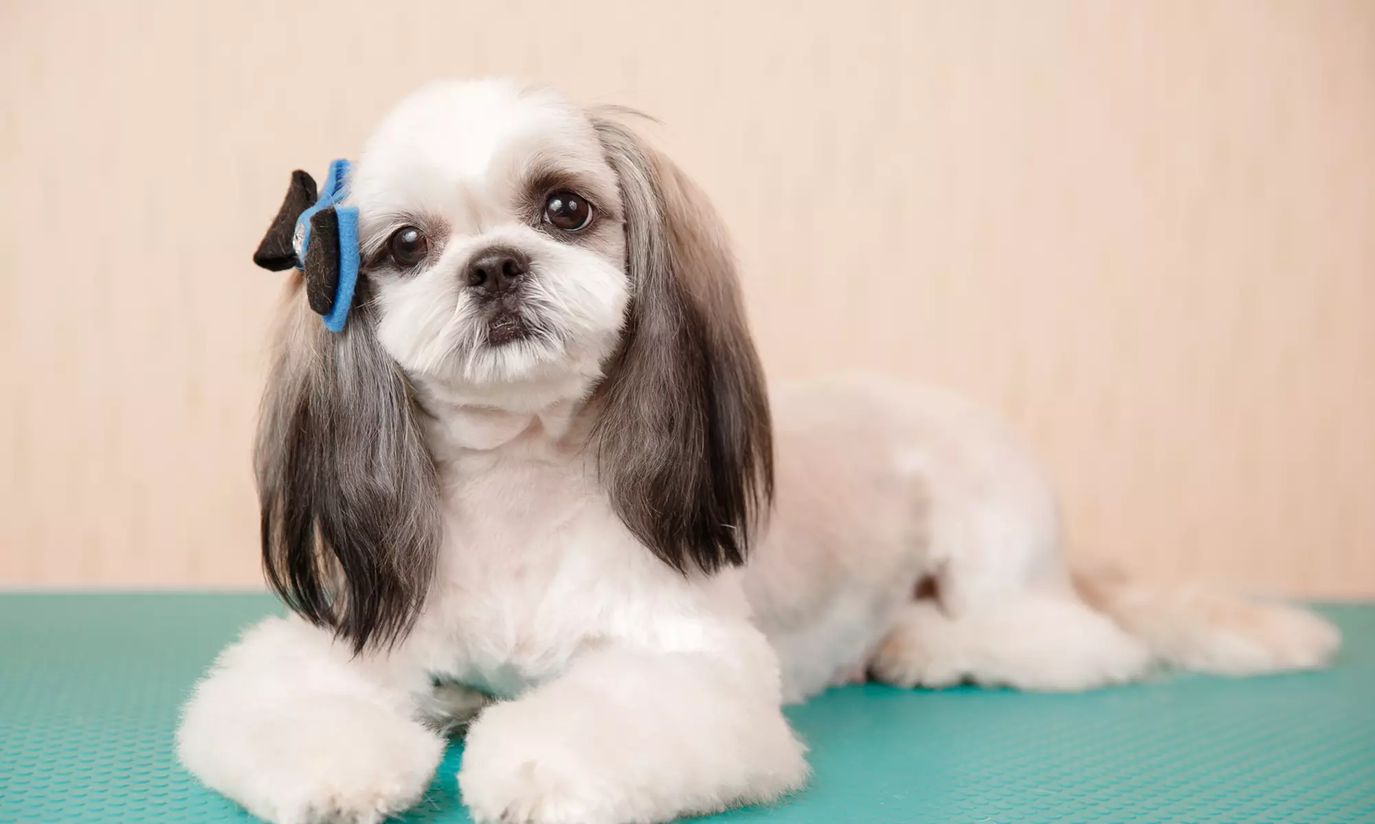 Up to 33% Off on Pet Grooming at Barking Pet Spa - Primary Image