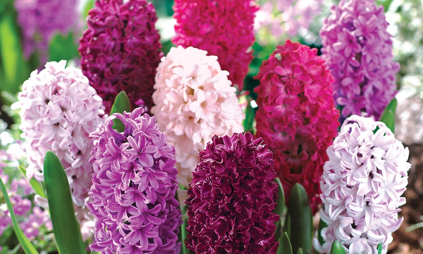 Image 1: Scented Hyacinth 'Berries and Cream' Mixture - 8, 16 or 32 Bulbs