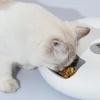 Image 1: Smart Six-Meal Automatic Pet Feeder with LCD Display & USB Power