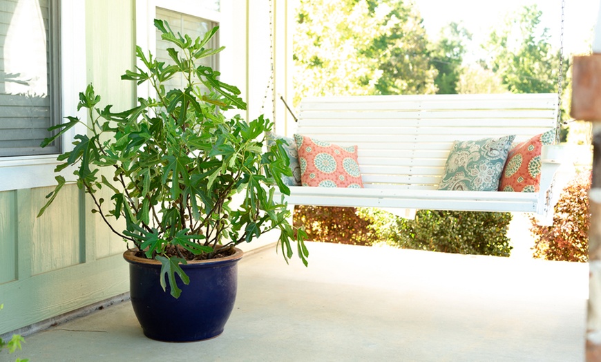 Image 9: 1, 2 or 3 Potted Fruit Plant Collections