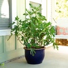 Image 9: 1, 2 or 3 Potted Fruit Plant Collections