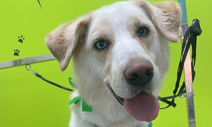 Image 8: Sesión de peluquería canina para perros hasta 6, 15 o 30 kg 