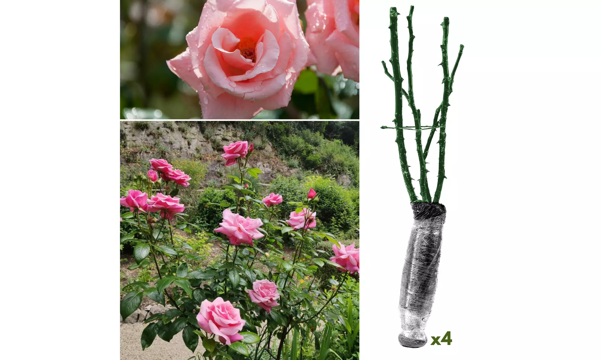 Set van 4 grootbloemige rozen van het