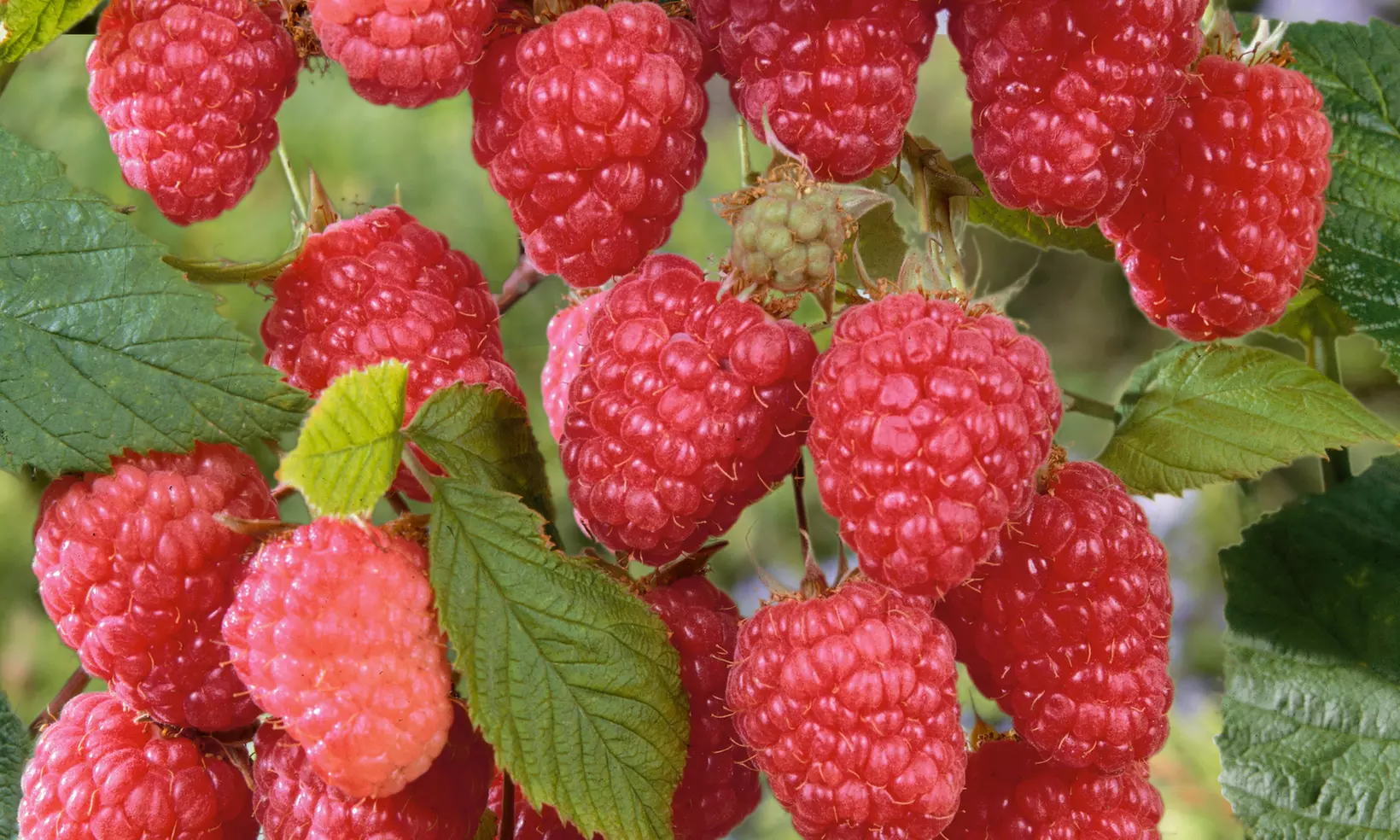6, 12 or 24 Premium Raspberry Plants - Image 3