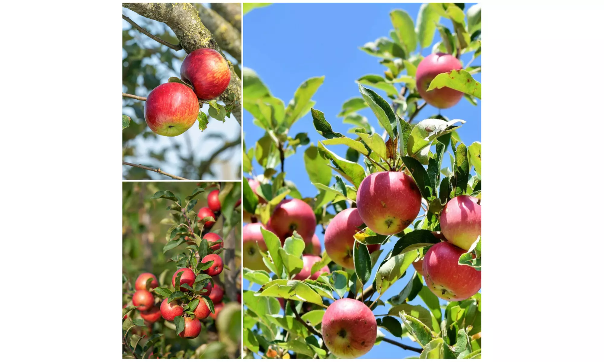 Set van 3 fruitbomen