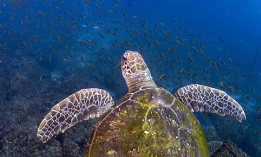 Image 2: 4-Hr Snorkelling Island Adventure