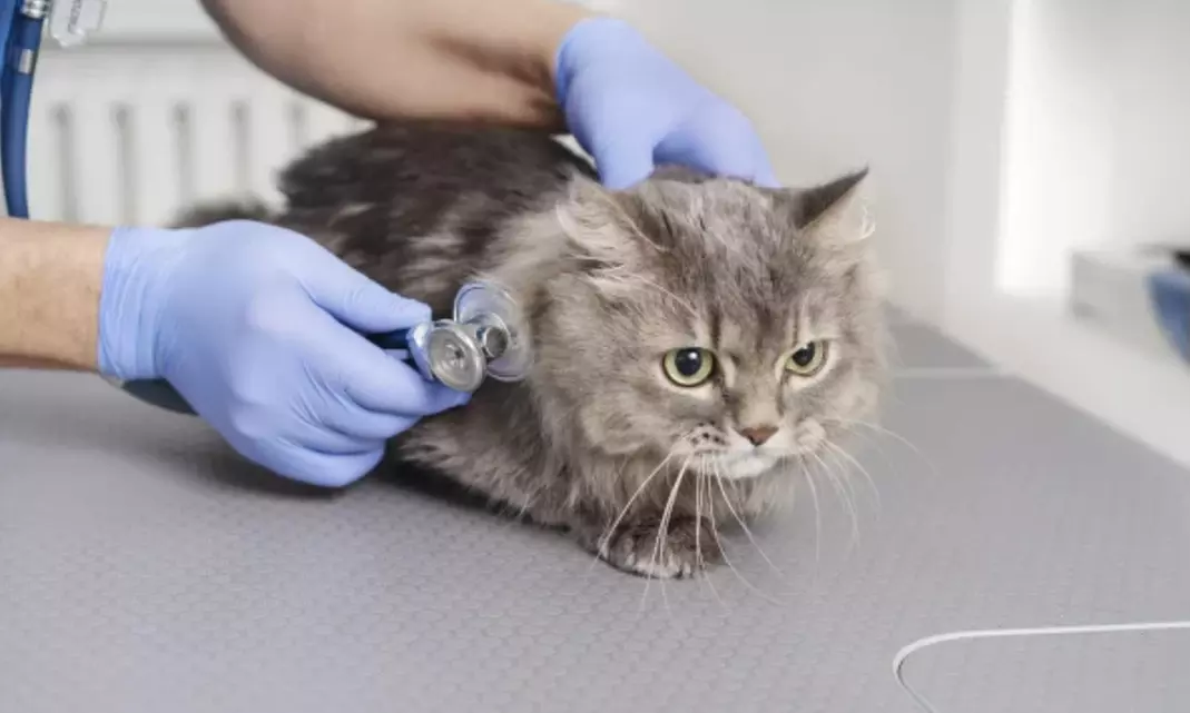 Vacuna para perro o gato en Centre Veterinari Terrassa