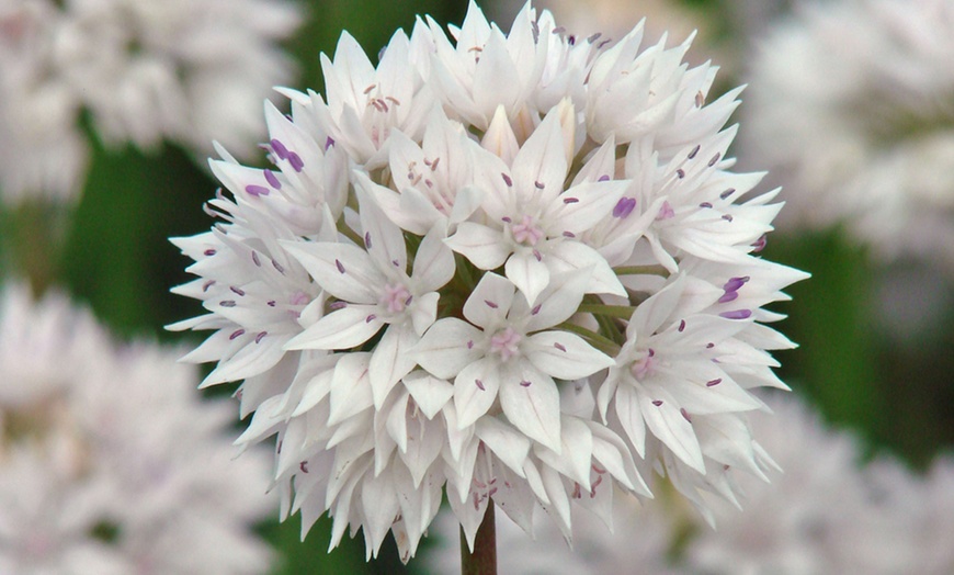 Image 1: 24 or 48 Allium Graceful Beauty