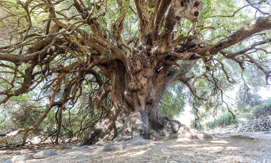 Image 6: ✈ 8-Days in Sardinia with Air, Car & Hotel from Worldee