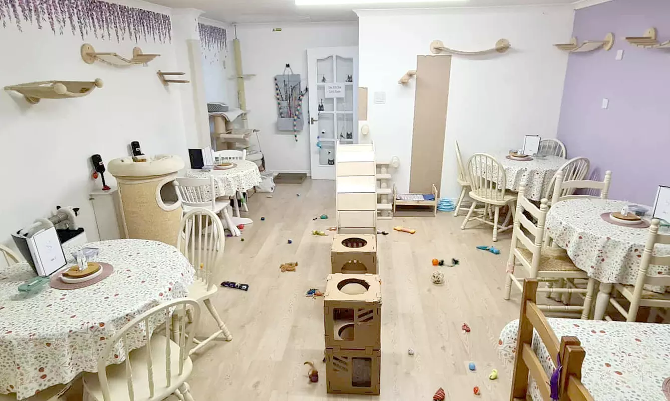 Spend a Cozy Day: Cat Cafe Entry, Drink and Snack for 1, 2, 3 or 4 at The Kit Tea Cafe ( Up to 46% Off ) - Primary Image