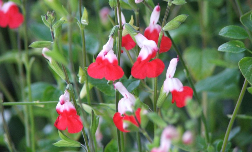 Image 7: Three or Nine Salvia Microphylla Plants Collection