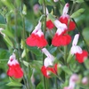 Image 7: Three or Nine Salvia Microphylla Plants Collection