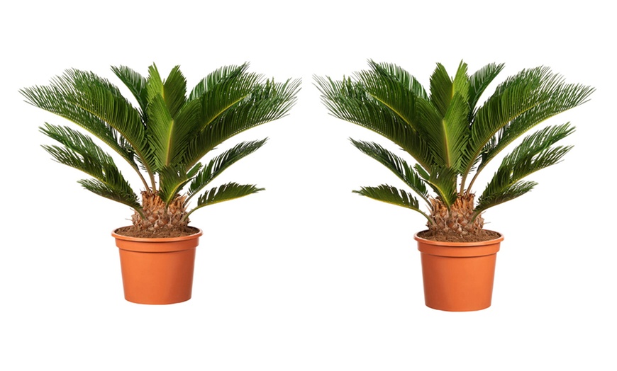 Image 6: 1x oder 2x kleiner oder großer Japanischer Sagopalmfarn