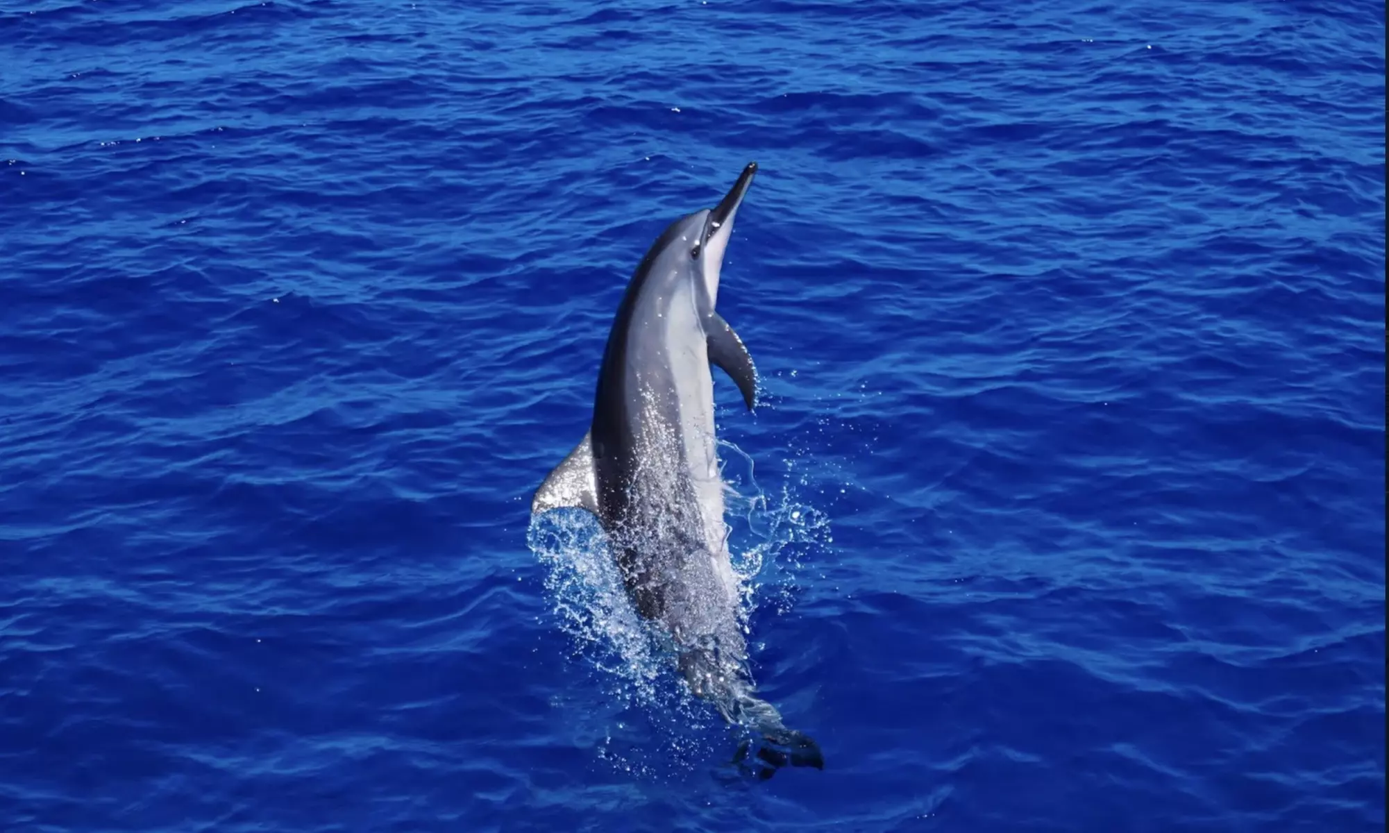 3-Hours Oahu Ocean Adventure w/ Dolphins, Turtles & Water Activities