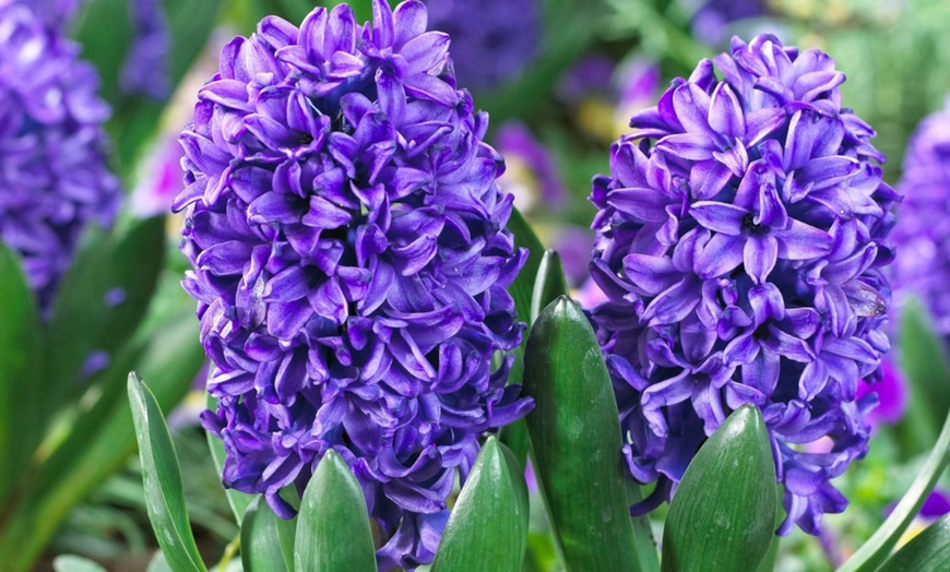 Image 6: Lot de 10, 15, 20, 25 ou 40 bulbes de jacinthe