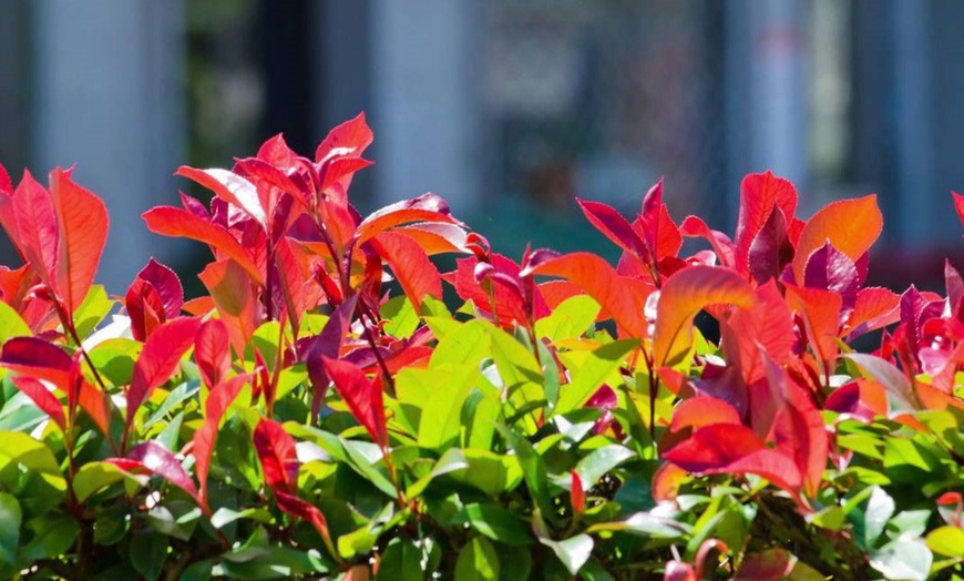 Image 10: Lot de 2, 4 ou 6 plantes de Photinia 'Red Robin'