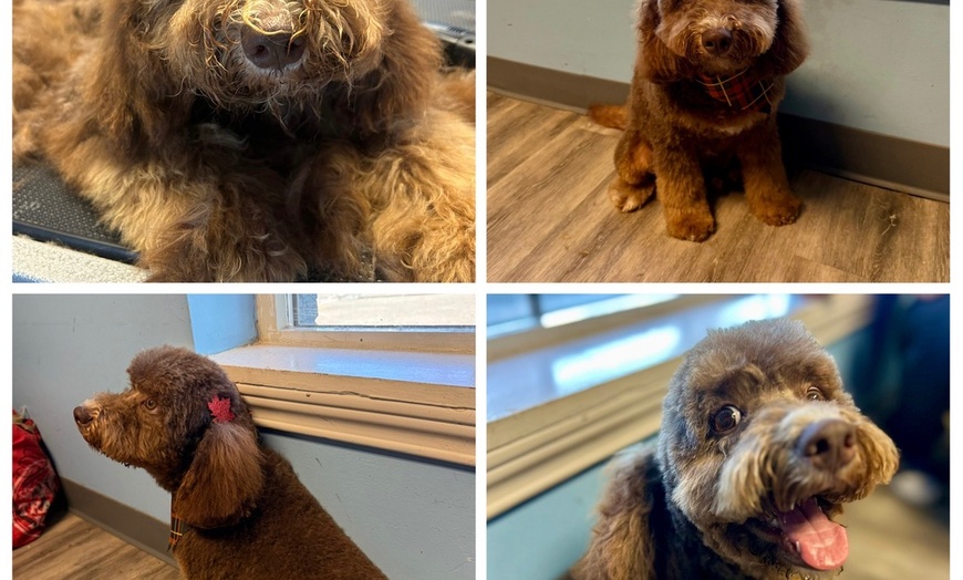 Image 4: Full Service or Doodle/Poodle Full Service Grooming Package for Dogs!