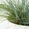Image 3: 6 plants de fétuque bleue Festuca Glauca "Blue" 12-15 cm