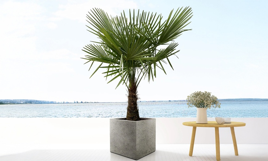 Image 1: 1x oder 2x Chinesische Hanfpalme 