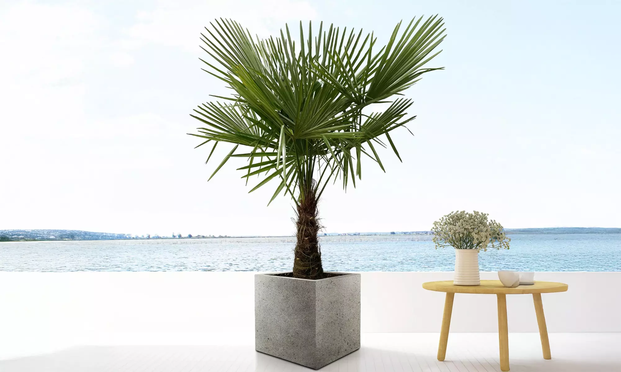 1x oder 2x Chinesische Hanfpalme in der Größe nach Wahl - Primary Image