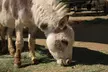 Enjoy Petting Zoo & Indulge in Artisan Chocolates with Admission to Sugarplum Zoo in Temecula (Up to 25% Off) - Second Medium