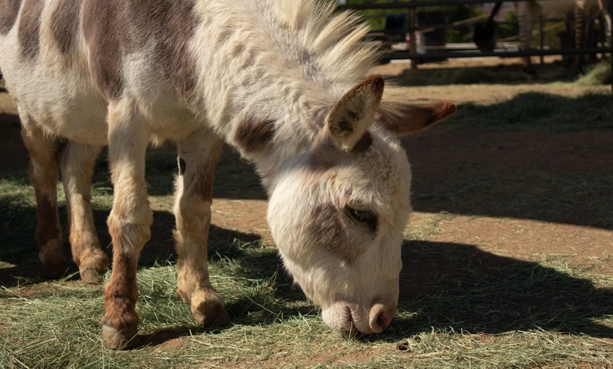 Image 5: Up to 25% Off Zoo Admission & Chocolates at Sugarplum Zoo