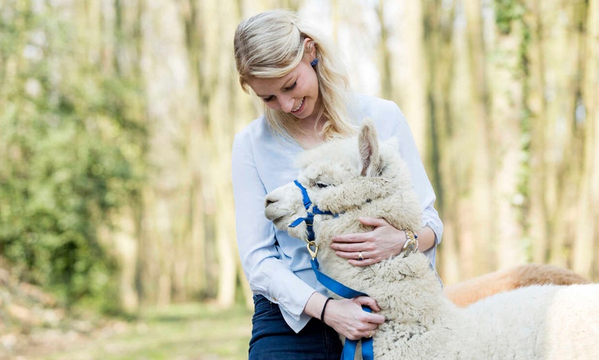 Image 2: 60-Minute Alpaca Walk