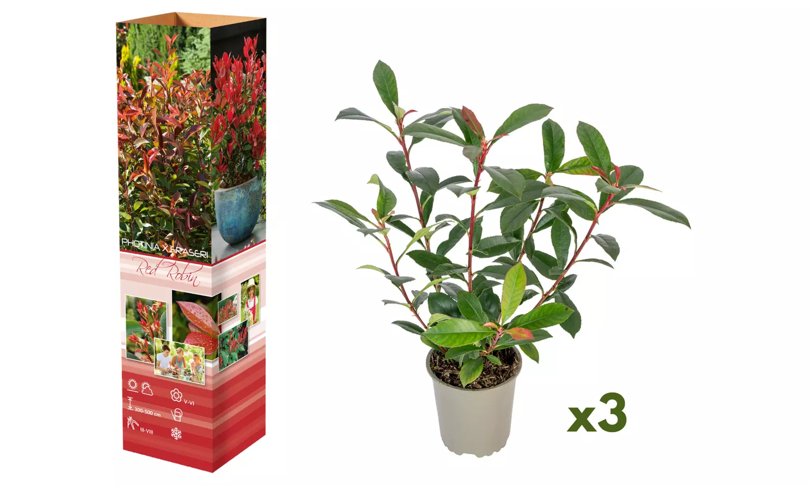 3 ou 6 plants de photinia fraseri "Red Robin"