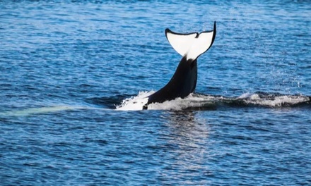 3 to 4 hour Guaranteed Whale Watch Tour for One - Island Adventures in Anacortes, WA
