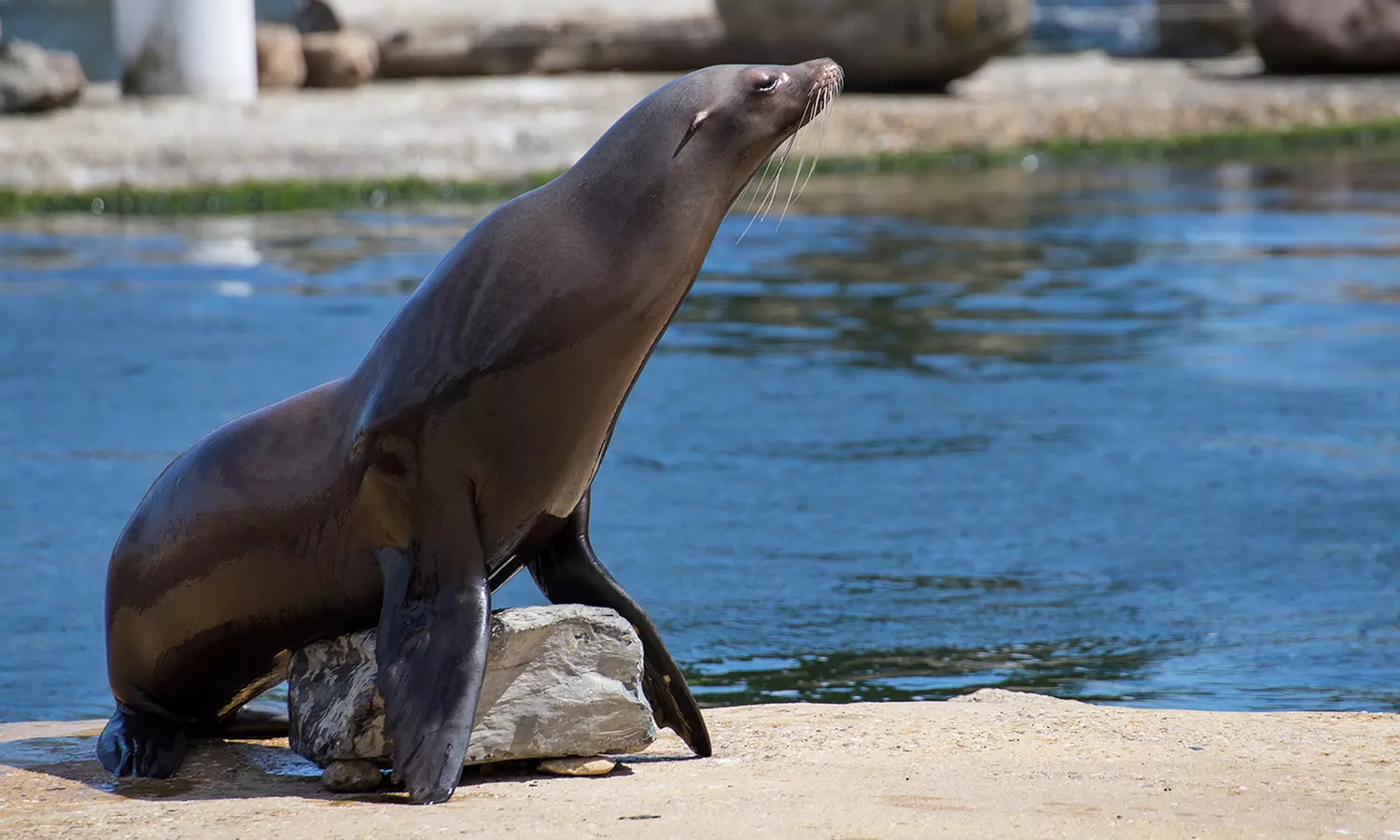 Einrittskarte "Dolfinarium" in Harderwijk, Niederlande für 1 Person