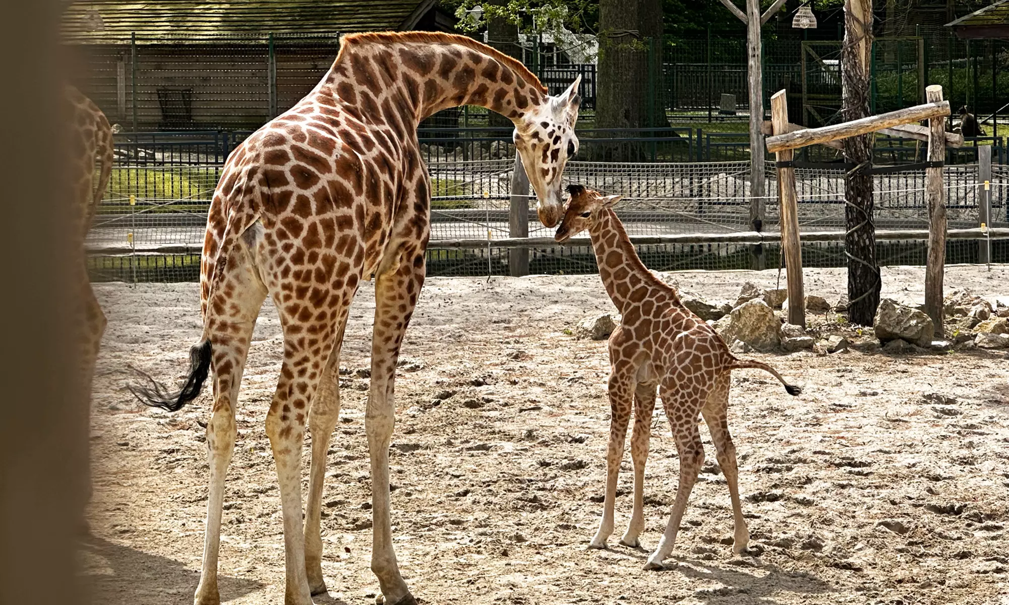 Attractions et décors naturels fascinants au Bellewaerde Park