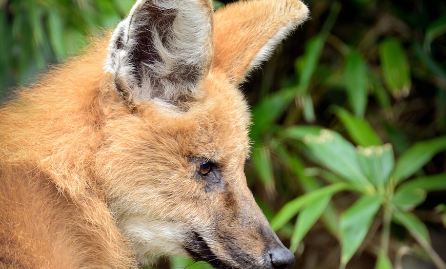 Image 6: Plongez dans la faune et la flore luxuriante du Zoo de Maubeuge