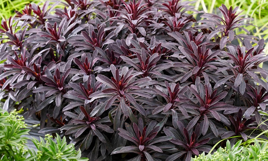 Image 3: Euphorbia Miner's Merlot, Hardy Perennial with Dark Purple Foliage