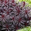 Image 3: Euphorbia Miner's Merlot, Hardy Perennial with Dark Purple Foliage