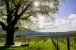 Enjoy an Indoor Vineyard Wine Tasting Experience for One, Two or Four at Denbies Wine Estate (Up to 42% Off) - Second Medium