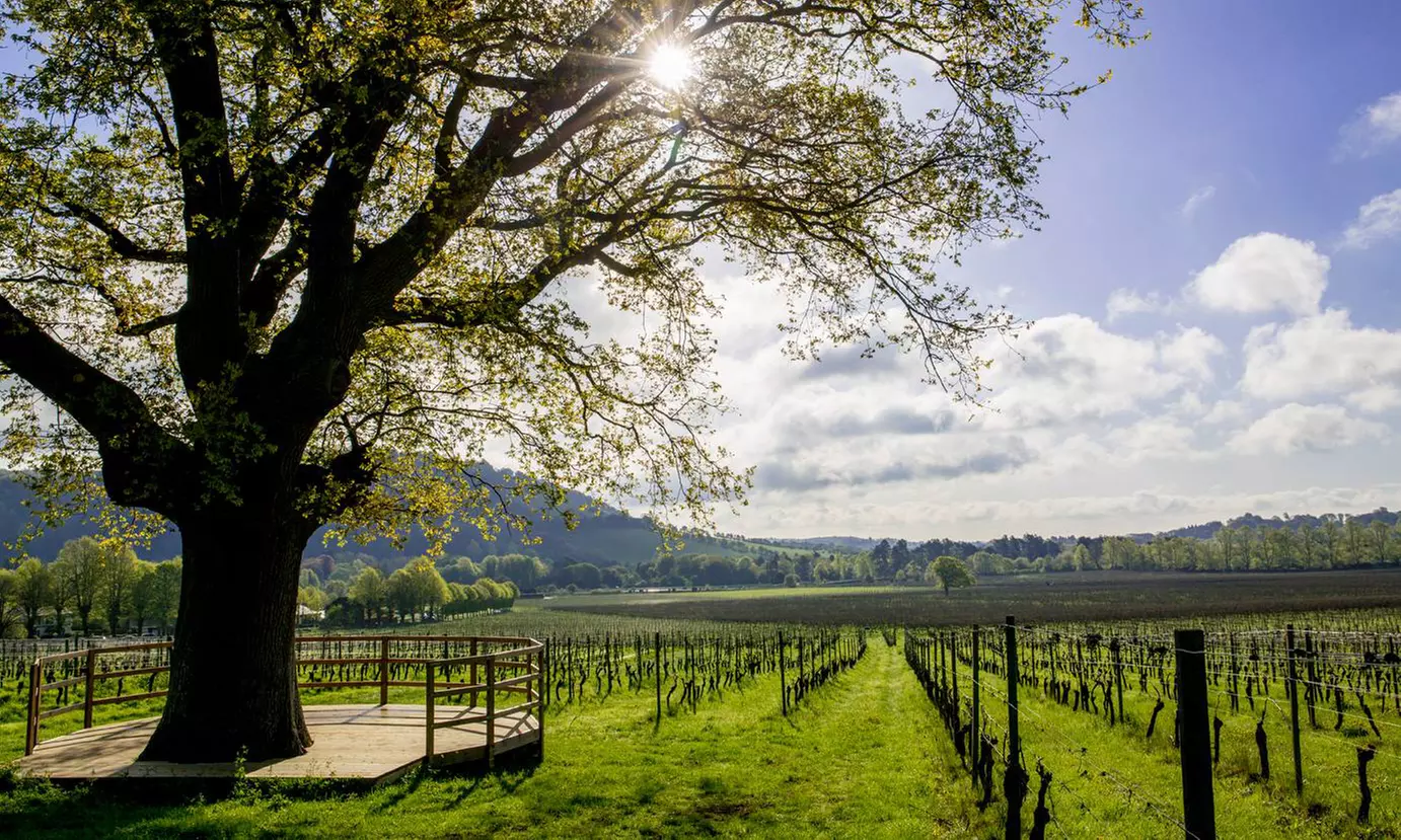 Wine Lovers’ Escape: Indoor Classic Wine Experience for 1, 2, or 4