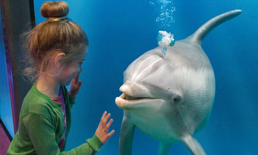 Image 13: Une journée magique au delphinarium de Boudewijn Seapark