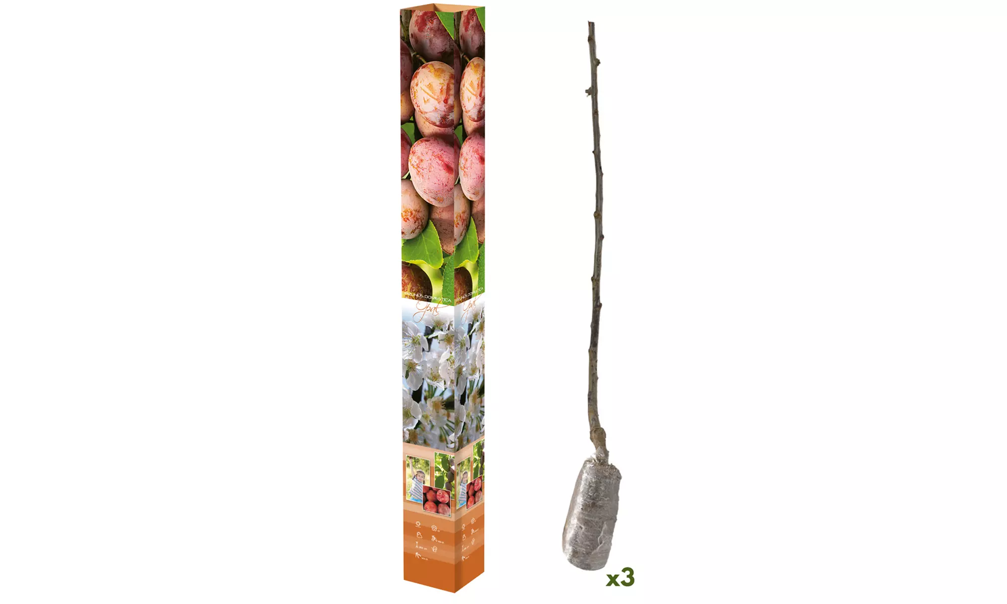Set van 3 fruitbomen