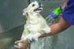 Pamper Your Pet Basic or Full Grooming for Small to XL Dogs/Cats - Nail Clipping, Haircut & More (Up To 63% Off) - Image 5