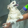 Image 5: Pamper Your Pet Basic or Full Grooming for Small to XL Dogs or Cats