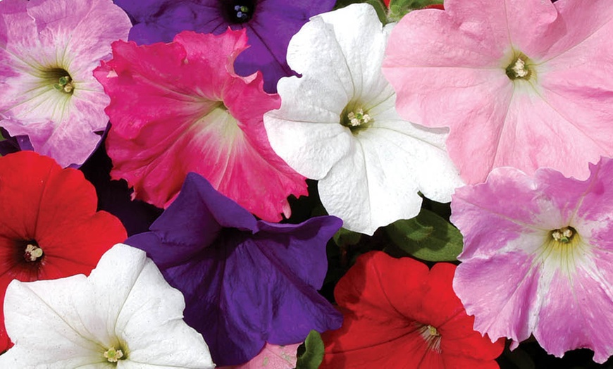 Image 2: Two Preplanted Petunia 'Wave' Mix Hanging Baskets