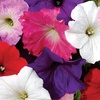 Image 2: Two Preplanted Petunia 'Wave' Mix Hanging Baskets