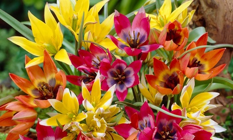 Tulip Miniature Everlasting Mix; Perennial Bulbs for Spring,8 Bulbs